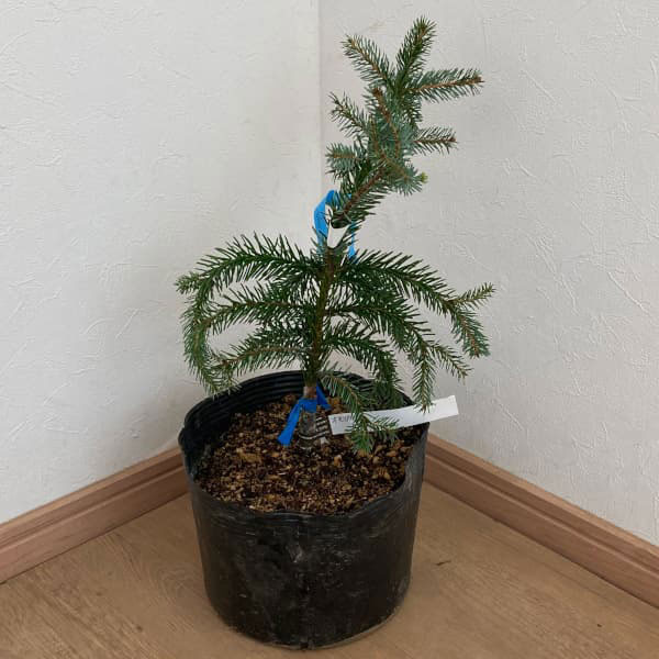 オモリカトウヒ：ペンデュラ 7号ポット