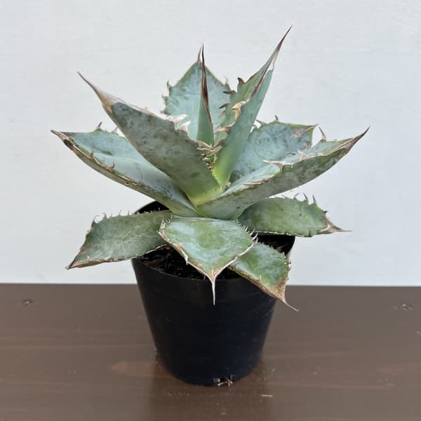 アガベ：チタノタ ホワイトアイス　4.5号