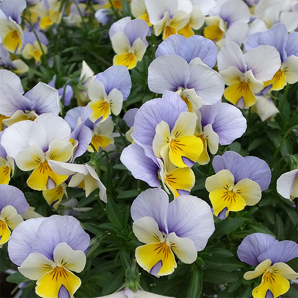 園芸ネット本店｜ビオラ：カリフォルニア レモンブルーウィング3.5号