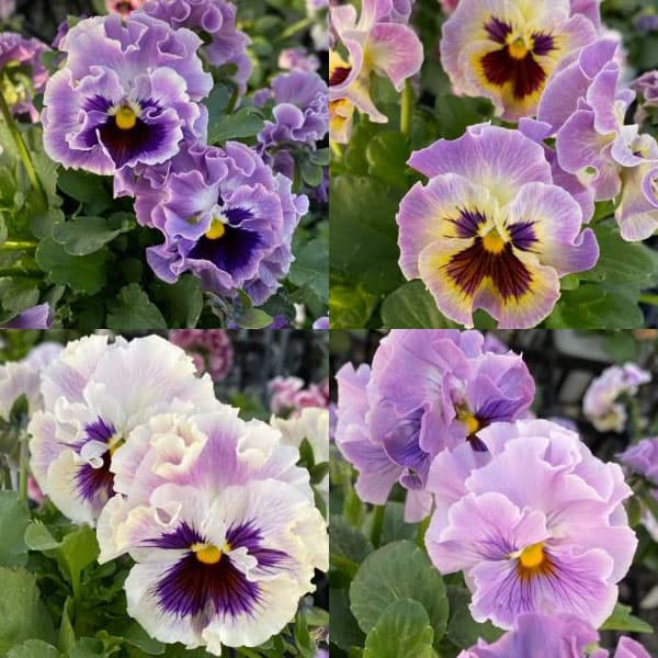パンジー（強フリル咲き）：ファルダ3.5号ポット 12株セット