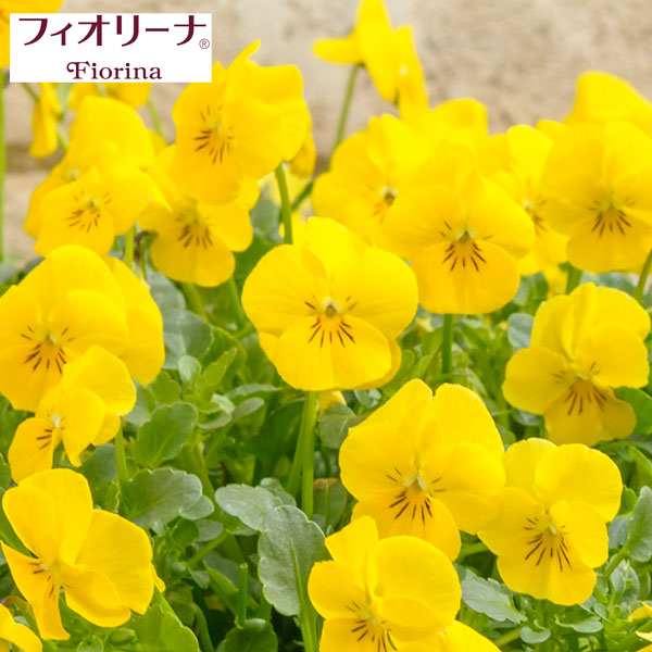 ビオラ：フィオリーナ　ゴールド3.5号ポット* 12株セット