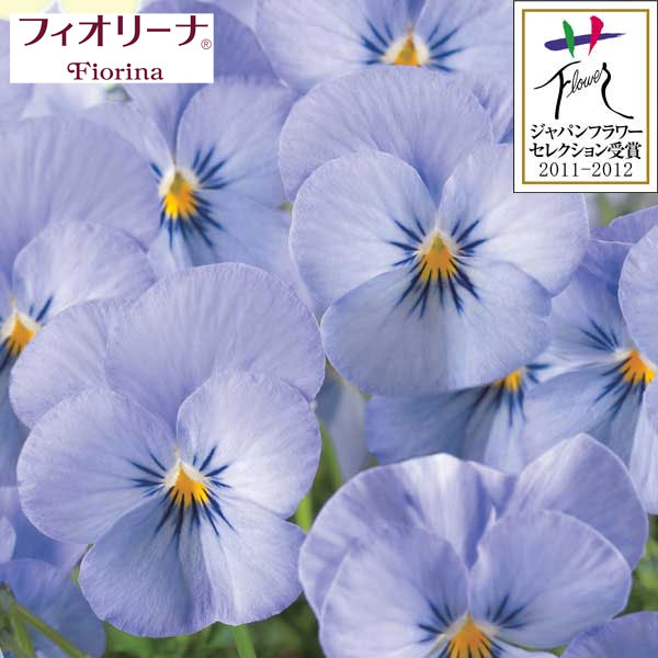 ビオラ：フィオリーナ　スカイブルー3.5号ポット* 12株セット