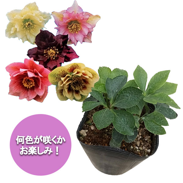クリスマスローズ:ダブル系 花色ミックス3.5号ポット 3株セット