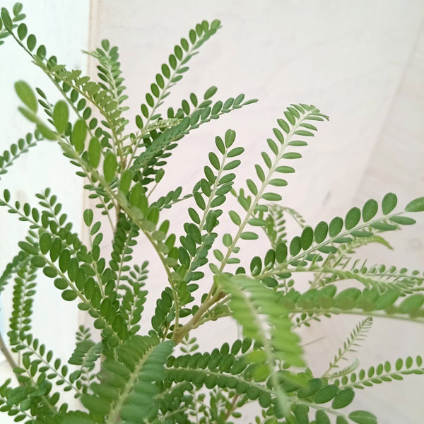 ソフォラ:ドラゴンズゴールド 5号鉢植え