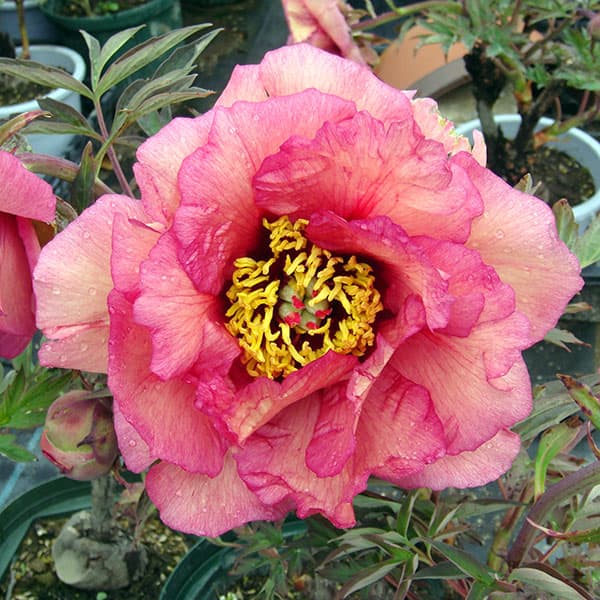 [26年3月中下旬予約]牡丹（ぼたん）：ゴーギャン3年生苗 6号ポット*