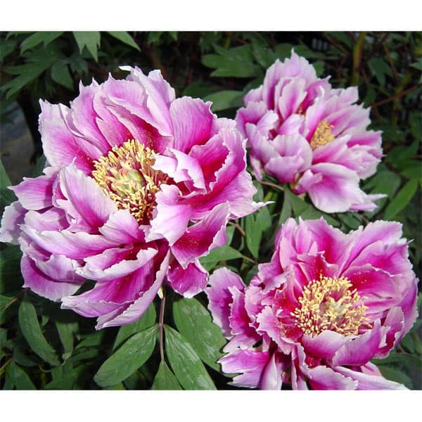 [26年3月中下旬予約]牡丹（ぼたん）：笑獅子（わらいじし）3年生苗 6号ポット*