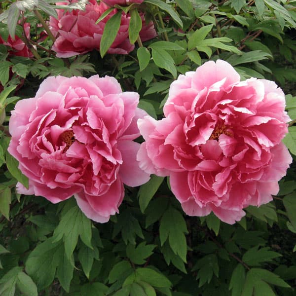 [26年3月中下旬予約]牡丹（ぼたん）：新七福神（しんしちふくじん）3年生苗 6号ポット*