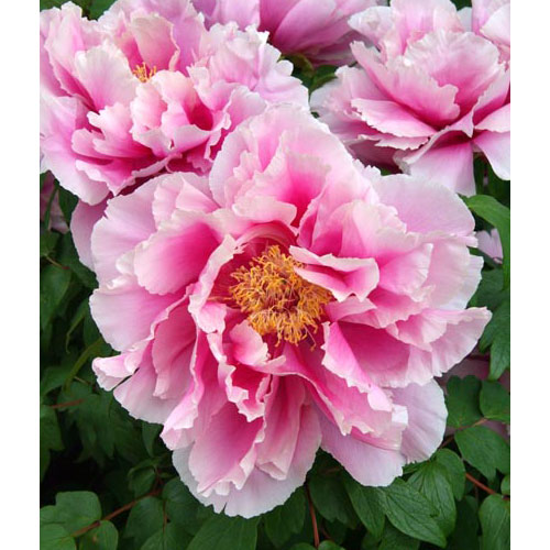 [26年3月中下旬予約]牡丹（ぼたん）：島根長寿楽（しまねちょうじゅらく）2～3年生苗 6号ポット*