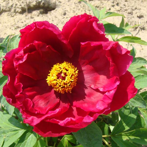 [26年3月中下旬予約]寒牡丹（ぼたん）：珊瑚界（さんごかい） 6号ポット*