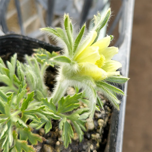 西洋オキナグサ（プルサティラ）：林園芸オリジナル　黄花3.5号ポット