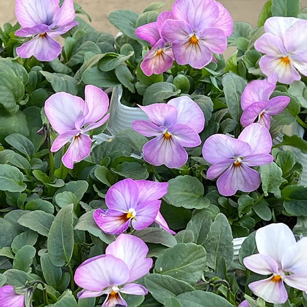 [送料無料]ビオラ：ビビ ピンクアンティーク3-3.5号ポット 12株セット