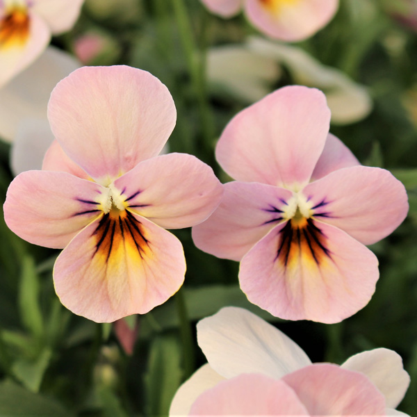 [送料無料]見元園芸さんのビオラ：さくらドロップス3-3.5号ポット 12株セット