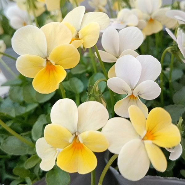 [送料無料]見元園芸さんのビオラ：ハニーレモン3-3.5号ポット 12株セット