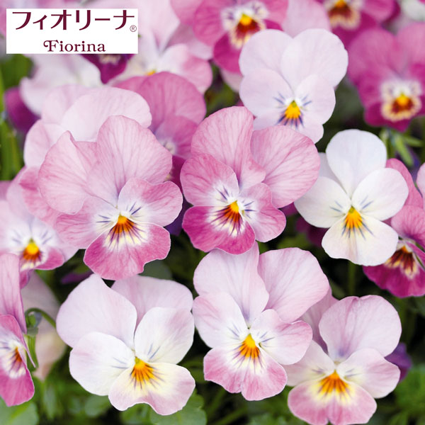 [送料無料]ビオラ：フィオリーナ　オーロラ3.5号ポット* 20株セット