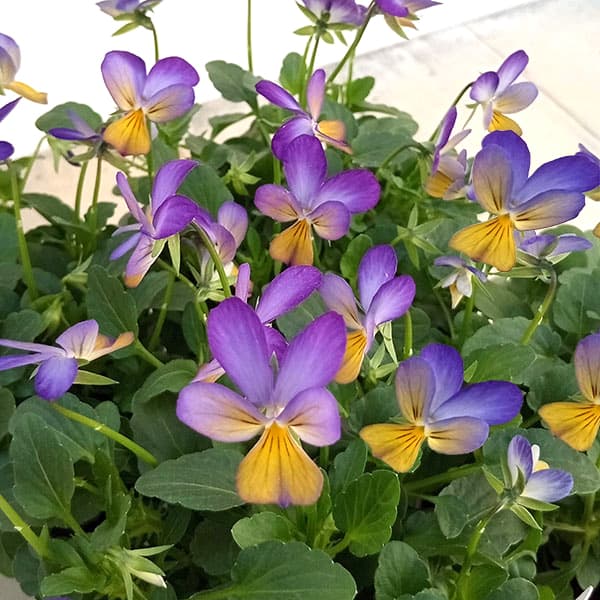 神戸ビオラ：バニー　ブルー3.5号ポット 6株セット