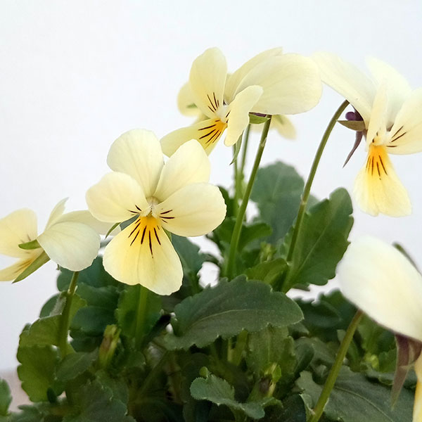 園芸ネット本店｜神戸ビオラ：バニー レモンイエロー3.5号ポット 6株