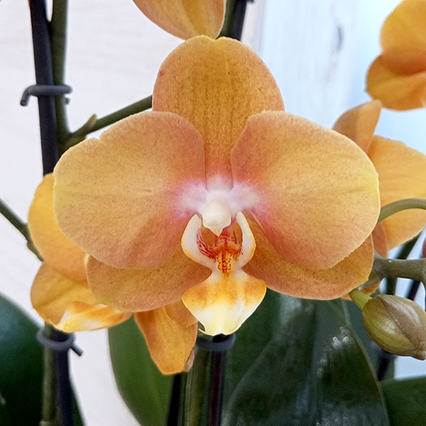 一株限定❣️胡蝶蘭とアイビーの鉢植え 二本立ち 陶器鉢付き