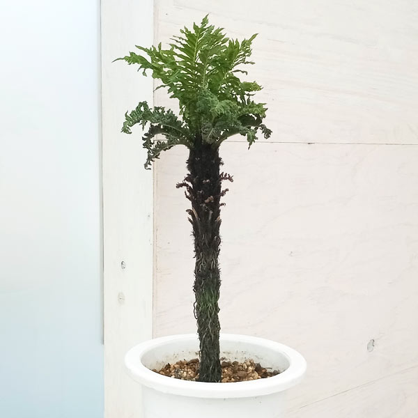 ブレクナム　ギバム　ドワーフ 園芸ネット本店｜ブレクナムギバム： ドワーフ（幹立ち仕立て） 5号 の