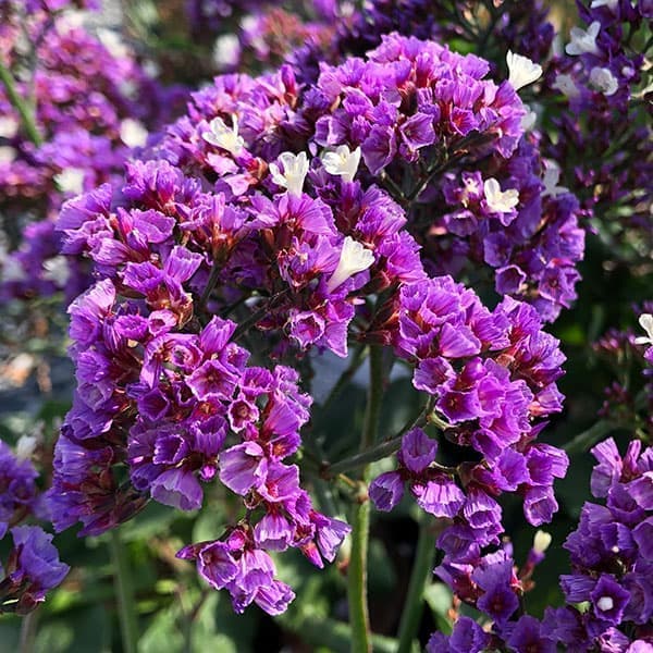 園芸ネット本店｜スターチス：ソルトレイク5号鉢植え の通販【公式】