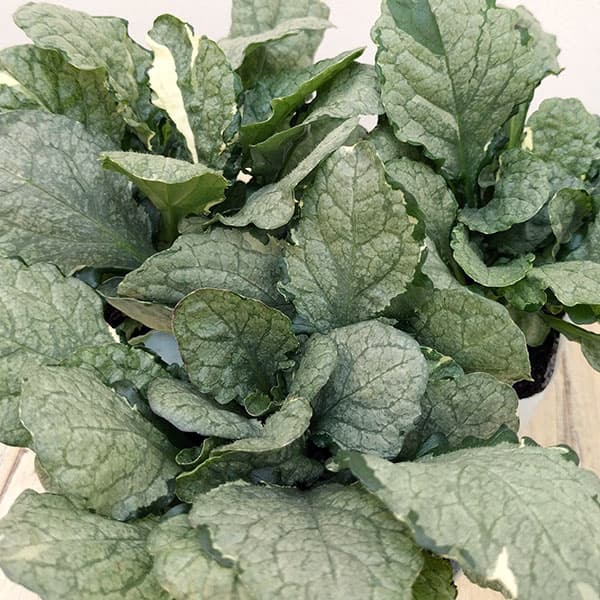 園芸ネット本店｜アジュガ：シルバー系3号ポット 12株セット の通販