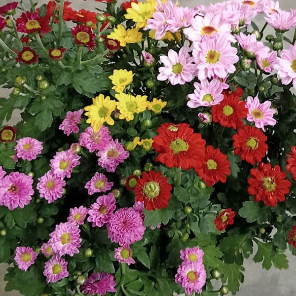 エクセレントマム:ピコ5色花色ミックス植え6号鉢植え