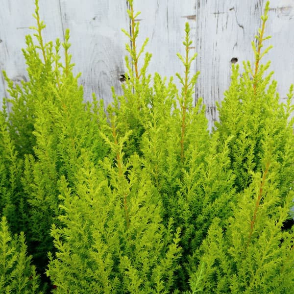 ゴールドクレスト ウィルマ3号ポット* 12株セット