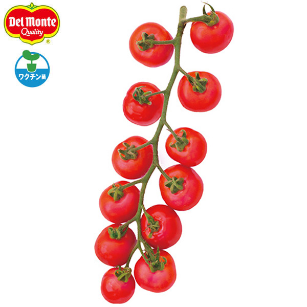 [26年4月下旬予約]トマト（ミニ-中玉）：うす肌(R)自根苗3号ポット