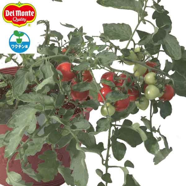 [26年4月下旬予約]トマト（ミニ）：めちゃラク！(R)トマト自根苗3号ポット