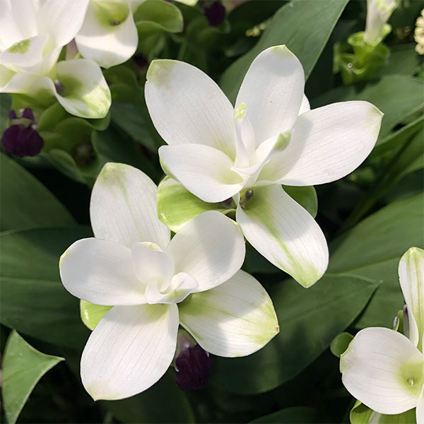 [26年3月中下旬予約]クルクマ：メージョースノー1球入り