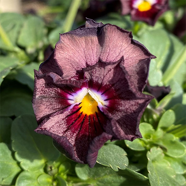 ビオラ（フリル咲き）：エスカノール3-3.5号ポット 12株セット