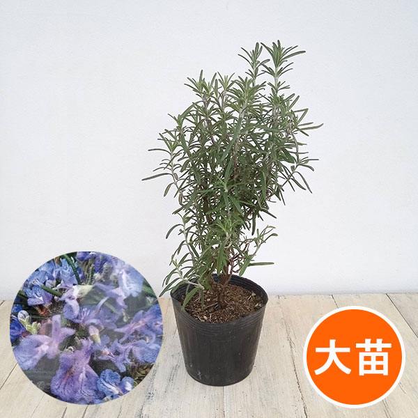 園芸ネット本店｜ローズマリー（立性）：アップライトブルー4.5号