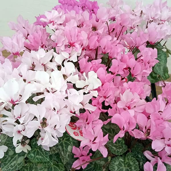 シクラメン:プティムーラン(花色おまかせ)3.5号ポット