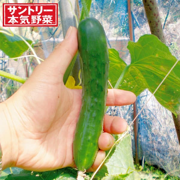 [送料無料]キュウリ：スティックミニ3号ポット 24株セット