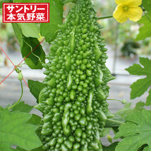 [26年4月下旬予約]ゴーヤ：ザウルスゴーヤ（苦瓜・ニガウリ）自根苗3号ポット 12株セット