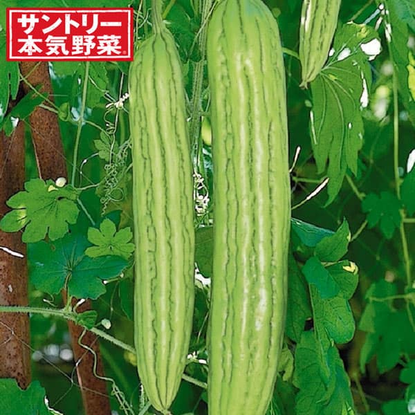 [26年4月下旬予約]ゴーヤ：デリシャスゴーヤ細長（苦瓜・ニガウリ）自根苗3号ポット 12株セット