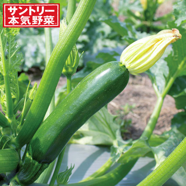 [送料無料][26年4月下旬予約]ズッキーニ：みどり自根苗3号ポット 24株セット