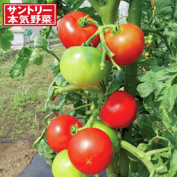 [送料無料][26年4月下旬予約]トマト：こいあじ大玉自根苗3号ポット 24株セット