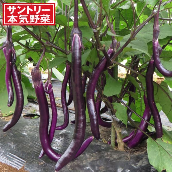 [送料無料][26年4月下旬予約]ナス（長ナス）：ぶらぶら自根苗3号ポット 24株セット