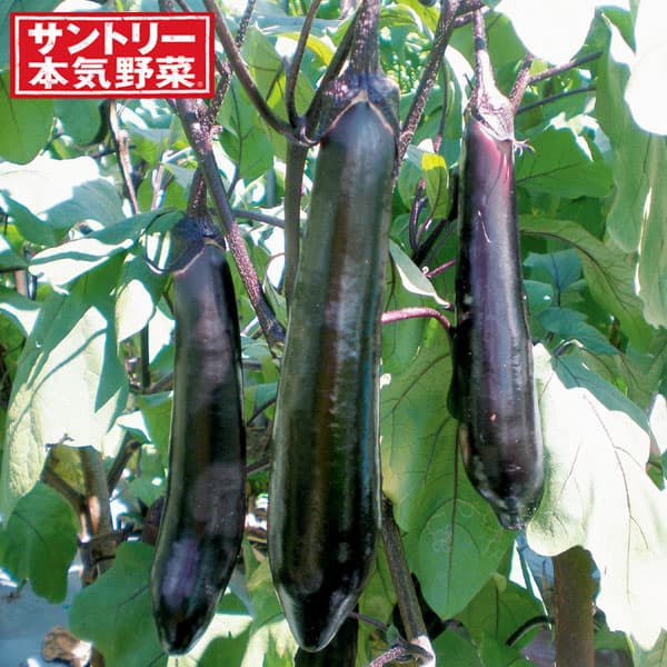 [送料無料][26年4月下旬予約]ナス（長ナス）：やわらか焼きナス自根苗3号ポット 24株セット