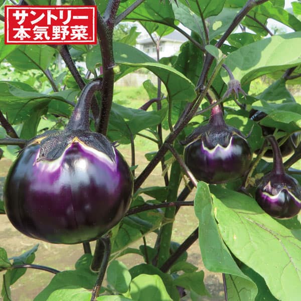 [送料無料][26年4月下旬予約]ナス：クリーミー揚げナス自根苗3号ポット 24株セット