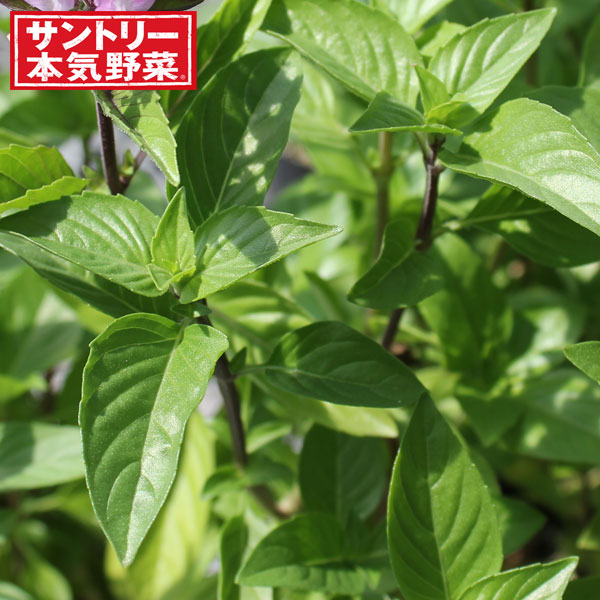 [26年4月下旬予約]バジル：濃いバジル グルメバジル：3号ポット 6株セット