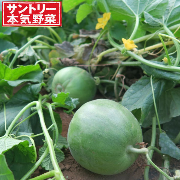 園芸ネット本店｜[送料無料]メロン：らくなりあまメロン3号ポット 24株