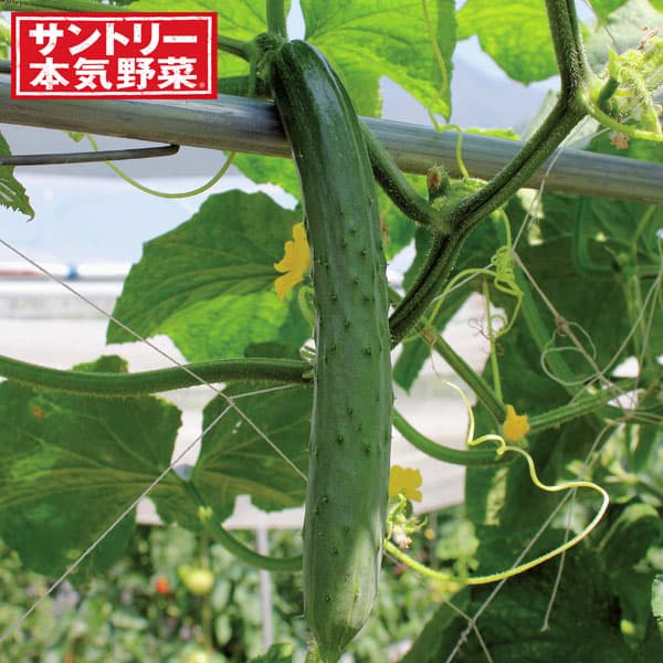 [送料無料][26年4月下旬予約]キュウリ：コクうま 自根苗3号ポット 24株セット