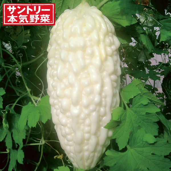 [26年4月下旬予約]ゴーヤ：しろくまゴーヤ（苦瓜・ニガウリ）自根苗3号ポット 12株セット