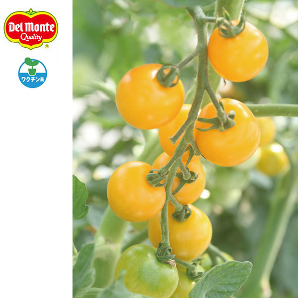 [送料無料][26年4月下旬予約]トマト（中玉）：黄金のトマト(R)自根苗3号ポット 12株セット