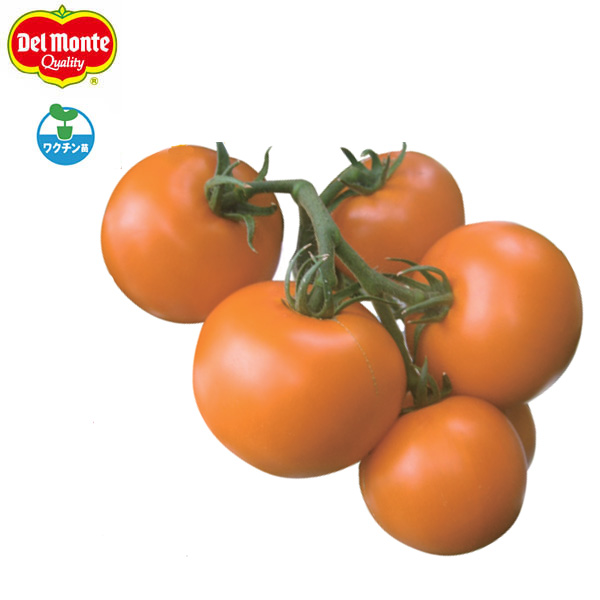 [26年4月下旬予約]トマト（中玉）：フルーツゴールドギャバリッチ自根苗3号ポット 6株セット