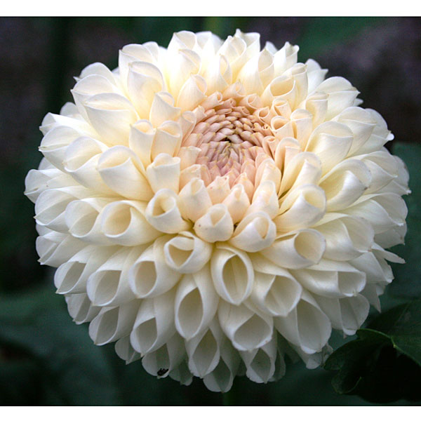 [26年3月中下旬予約]ダリア（ボール咲き）：雪こんこん1球入り