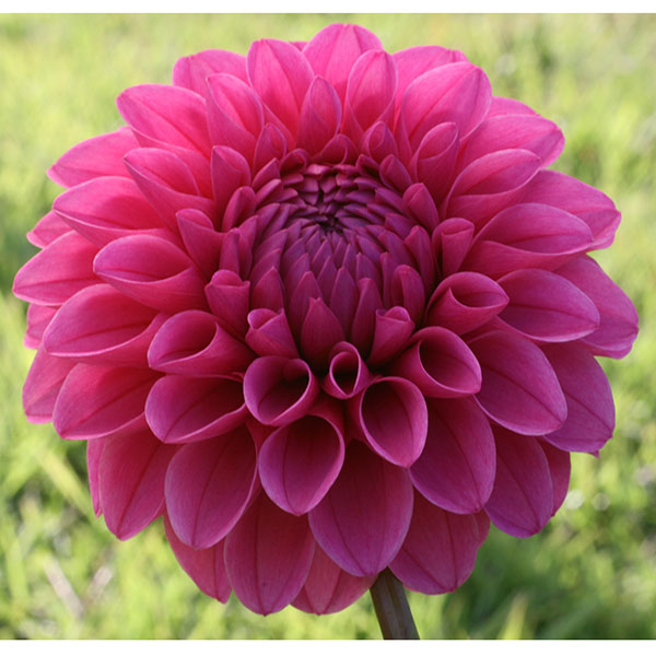 [26年3月中下旬予約]ダリア（ボール咲き）：ミッチャン1球入り