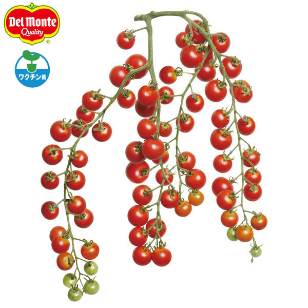 [26年4月下旬予約]トマト（ミニ）めちゃなり！トゥインクル(R)自根苗3号ポット 6株セット