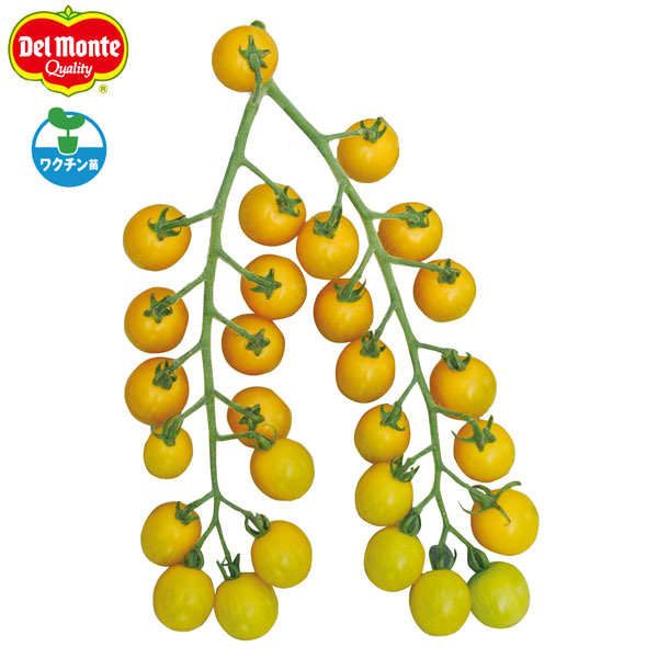 [送料無料][26年4月下旬予約]トマト（ミニ）：フルーツイエロー(R)EX自根苗3号ポット 24株セット